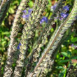 Fruchtfoto Phacelia tanacetifolia