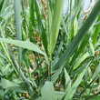 Stängel-/Stammfoto Phalaris arundinacea