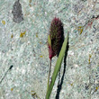 Portraitfoto Phleum alpinum