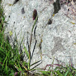 Habitusfoto Phleum alpinum