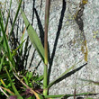 Blätterfoto Phleum alpinum