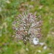 Blütenfoto Phleum alpinum