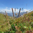 Habitusfoto Phleum hirsutum