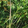 Stängel-/Stammfoto Phleum hirsutum