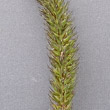 Blütenfoto Phleum hirsutum