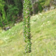 Portraitfoto Phleum phleoides