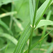 Foto von Besonderheit Phleum pratense