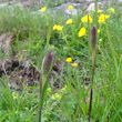 Portraitfoto Phleum rhaeticum