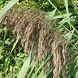 Blütenfoto Phragmites australis