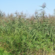 Portraitfoto Phragmites australis