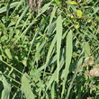 Blätterfoto Phragmites australis