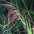 Portraitfoto Phragmites australis