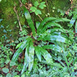 Portraitfoto Phyllitis scolopendrium