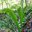 Habitusfoto Phyllitis scolopendrium