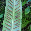 Foto von Besonderheit Phyllitis scolopendrium
