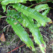 Blätterfoto Phyllitis scolopendrium