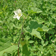 Portraitfoto Physalis alkekengi