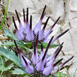 Portraitfoto Physoplexis comosa