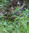 Habitusfoto Phyteuma betonicifolium