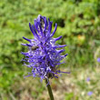 Portraitfoto Phyteuma betonicifolium