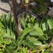 Blätterfoto Phyteuma globulariifolium subsp. pedemontanum