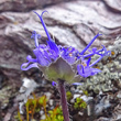 Blütenfoto Phyteuma globulariifolium subsp. pedemontanum