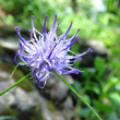 Portraitfoto Phyteuma scheuchzeri