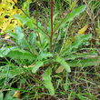 Blätterfoto Picris hieracioides
