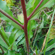Stängel-/Stammfoto Picris hieracioides