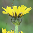 Blütenfoto Picris hieracioides