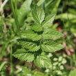 Blätterfoto Pimpinella major