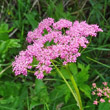 Portraitfoto Pimpinella major