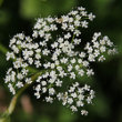 Blütenfoto Pimpinella major