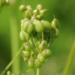 Fruchtfoto Pimpinella major