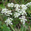 Portraitfoto Pimpinella saxifraga