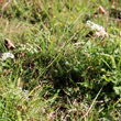 Habitusfoto Pimpinella saxifraga