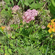 Habitusfoto Pimpinella major