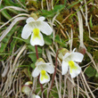 Blütenfoto Pinguicula alpina