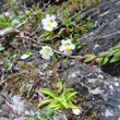 Habitusfoto Pinguicula alpina
