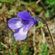 Portraitfoto Pinguicula leptoceras