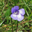 Blütenfoto Pinguicula leptoceras