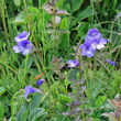 Foto von Besonderheit Pinguicula leptoceras