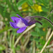 Bl&uuml;tenfoto Pinguicula vulgaris