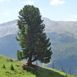 Portraitfoto Pinus cembra