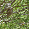 Portraitfoto Pinus halepensis