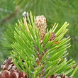 Blätterfoto Pinus mugo