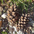 Fruchtfoto Pinus strobus