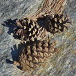 Fruchtfoto Pinus sylvestris