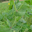 Stängel-/Stammfoto Pisum sativum subsp.arvense