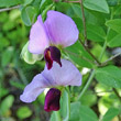 Portraitfoto Pisum sativum subsp. biflorum